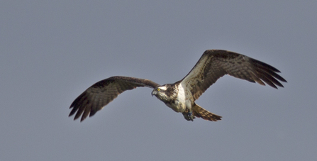 Threave Castle female, 2012. © Emyr Evans