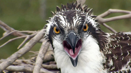 © MWT  - Ceulan. Dyfi Osprey Project.