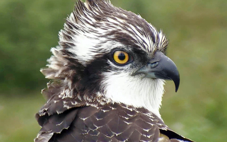 © MWT - Ceulan. Dyfi Osprey Project.