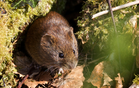 © MWT - Bank Vole, Cors Dyfi Reserve