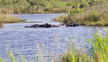 © MWT - Water buffalos