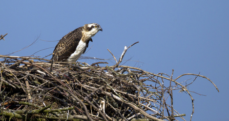 © MWT - Einion. Dyfi Osprey Project.