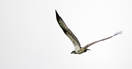 © MWT - Ceulan in flight, mid-August