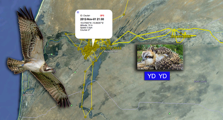 MWT - Ceulan, tracking data as of Nov 1. Dyfi Osprey Project.