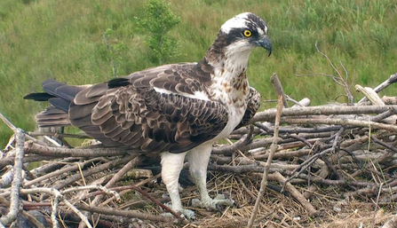 © MWT - Dai Dot on Dyfi nest, 2012. Dyfi Osprey Project.