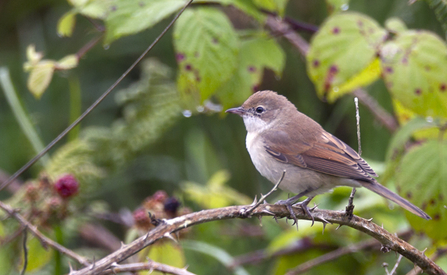 © MWT - Whitethroat, Cors Dyfi Reserve