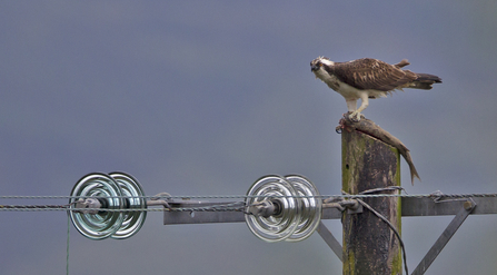 © MWT - Monty with Mullet on Electric Pole