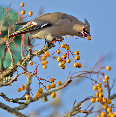 Female Waxwing, Machynlleth. © Emyr Evans