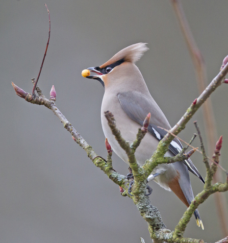 Waxwing with rings, Machynlleth. © Emyr Evans.