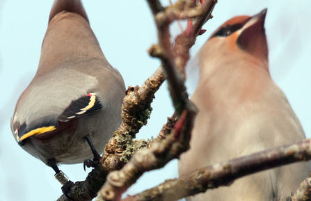 Waxwing with ring, Machynlleth. © Mike Hayward