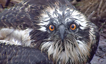 © MWT - Ceulan. Dyfi Osprey Project.