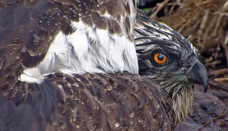 © MWT - Ceulan. Dyfi Osprey Project.