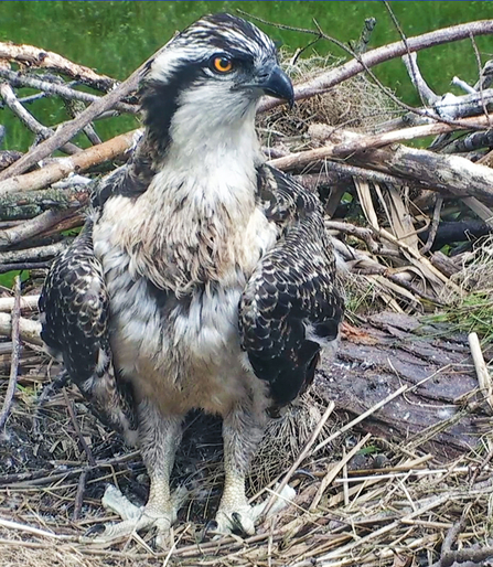 © MWT  - Ceulan, 5 weeks. Dyfi Osprey Project.