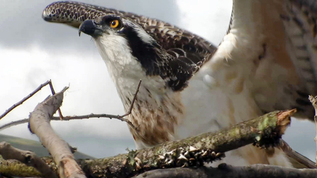 © MWT - Ceulan, Dyfi Osprey Project.