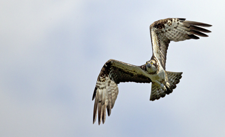 © MWT - Nora. Dyfi Osprey Project.