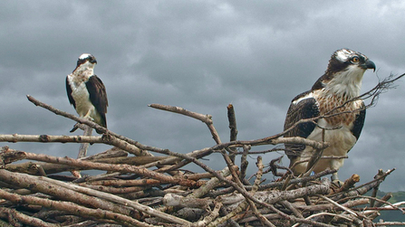 © MWT - Ceulan and Monty. Dyfi Osprey Project.