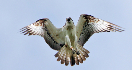 Glaslyn male osprey 11(98)