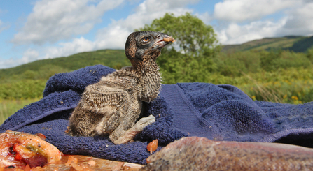 © MWT. Ceulan. Dyfi Osprey Project.