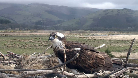 © MWT - Seren, April 23, 2013. Dyfi Osprey Project.