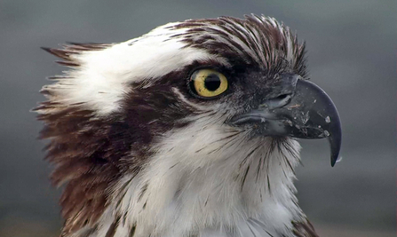 © MWT, Seren. Dyfi Osprey Project.