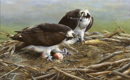 Einion Hatches. By Terrence Lambert. Dyfi Osprey Project