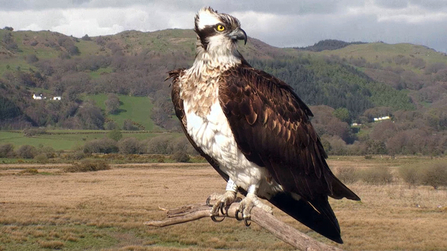 © MWT, Nora, 2012. Dyfi Osprey Project.