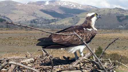 © MWT, Elin. Dyfi Osprey Project