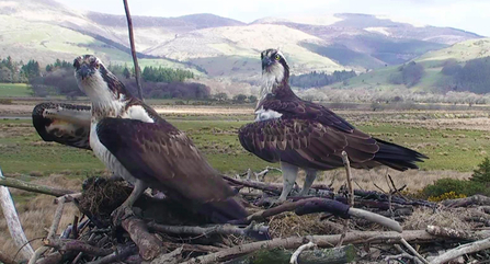 © MWT, Monty and Elin, 2013. Dyfi Osprey Project