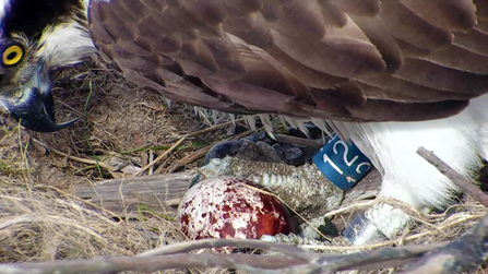 © MWT  - Glesni's first egg, 2013. Dyfi Osprey Project