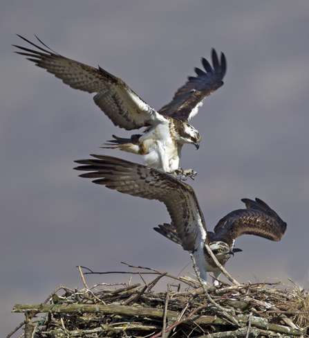 © MWT  - Monty, Glesni, 2013.