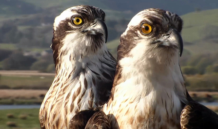 © MWT  - Glesni and Monty, 2013. Dyfi Osprey Project.