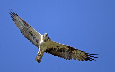 © MWT - Nora, Dyfi Osprey Project.