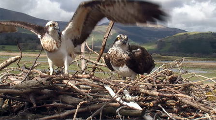 © MWT. Monty and Nora, Dyfi Osprey Project