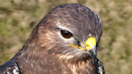 © MWT. Buzzard at Cors Dyfi Reserve