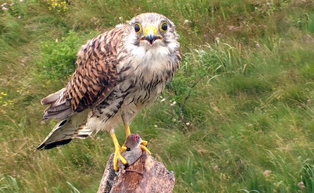 © MWT. Kestrel at Cors Dyfi Reserve