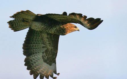 © MWT. Buzzard, Cors Dyfi Reserve