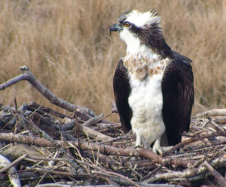 © MWT, Monty, April 2013. Dyfi Osprey Project