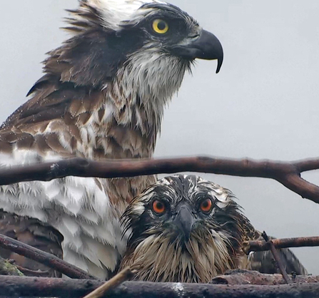 © MWT. Nora and Ceulan, Dyfi Osprey Project