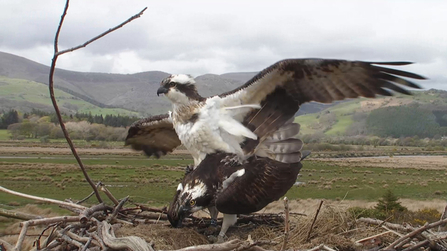 © MWT. Monty and Glesni, 2013. Dyfi Osprey Project