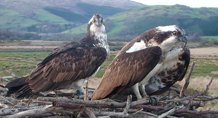 © MWT - Monty and Blue FS, 2013. Dyfi Osprey Project