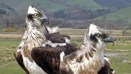 © MWT - Monty and Glesni 2013