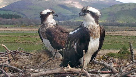 © MWT - Seren and Monty, Dyfi Osprey Project