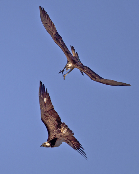 © MWT, Monty chasing Glesni, 2013. Dyfi Osprey Project