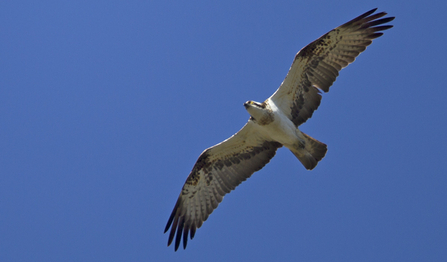 © MWT. Male, possibly Dai Dot, May 1, 2013. Dyfi Osprey Project.