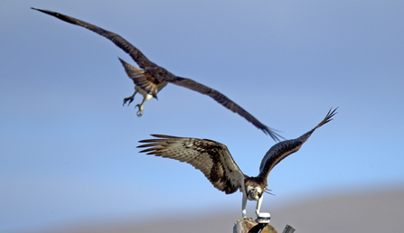 © MWT, Glesni and Monty, May 2, 2013. Dyfi Osprey Project.