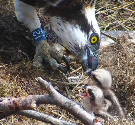 MWT - Glesni feeding chicks (Clarach & Cerist), July 2013. Dyfi Osprey Project.