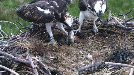 MWT - Glesni with perch; Monty, chicks, July 2013. Dyfi Osprey Project.