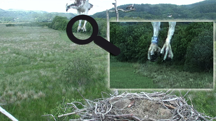 MWT - Blue 24, 26th June 2013. Dyfi Osprey Project.