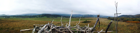 MWT - Panoramic view of Dyfi nest, 2013. Dyfi Osprey Project.
