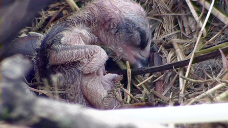 MWT - Chick 1 hatches, 2013. Dyfi Osprey Project.